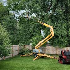 Best Emergency Tree Removal  in Cambridge, MN